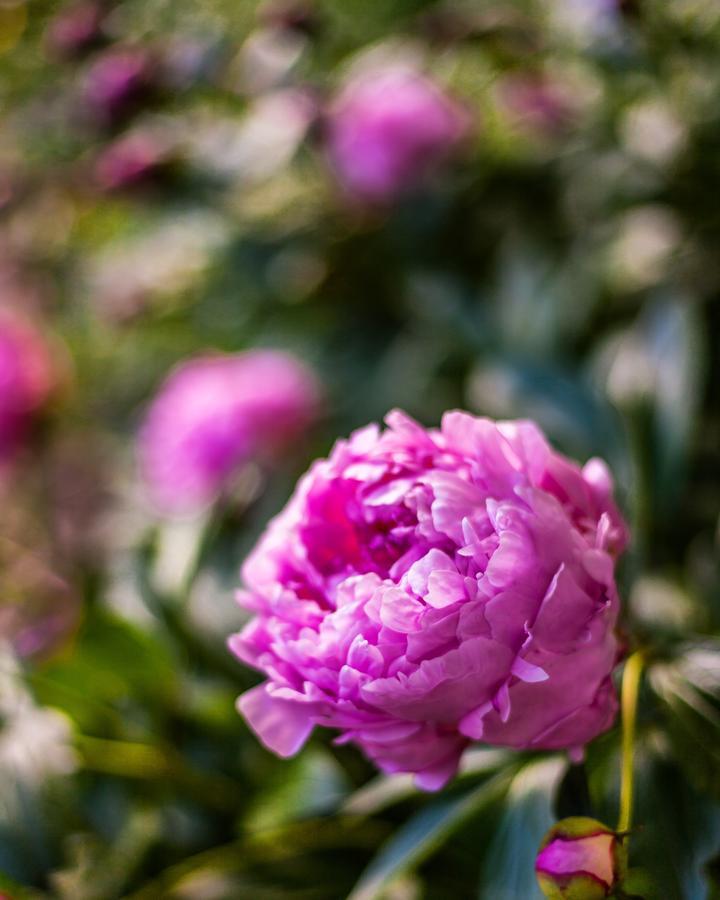 Bross Hotel B & B Paonia エクステリア 写真